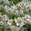 Escallonia x langleyensis uracladon P25 (2)